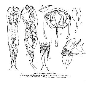 Wulfert, K (1937): Archiv für Hydrobiologie 31 